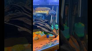 Albino Snakehead Fish albino argus snakeheadsnakehead fish in aquariumgiant snakehead [upl. by Etnecniv]