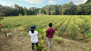 New Farmer Discovering The Best Crop For Him Ngayon nasa Eggplant at Kadyos Farming [upl. by Eiramrebma]