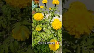 गेंदाMarigold SultanSingho6j shorts trending youtubeshorts marigold gardening flowers [upl. by Alecia]