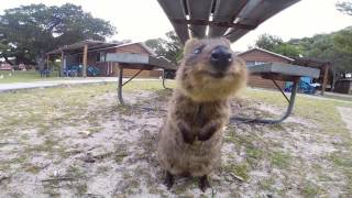 World Happiest Animal Quokka on Rottnest Island Perth [upl. by Yhtir933]