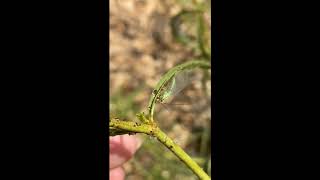 Green Lacewing  beneficial insect [upl. by Nebur917]