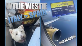 VUELING DOG IN CABIN 10KG  PALERMO TO BARCELONA  PET FRIENDLY AIRLINE [upl. by Nnairahs]