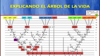 Explicando El árbol de la vida de Darwin [upl. by Suertemed]