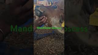 Mandibular abscesses edema swelling cow pain [upl. by Nemra]