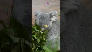 Baby Koalas are the cutest babyanimals animal cute shorts [upl. by Ranna]