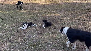 Puppies first time at the Farm bordercollie farm sheep farmlife herd sheepdog puppies flock [upl. by Airehs]