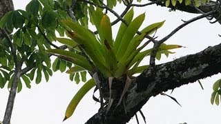 10 Amazing Facts About Epiphytes [upl. by Vachell560]