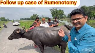 Rumenotomy l Diaphragmatic hernia l Bloat l Recurrent tympani l dr umar khan [upl. by Rora]