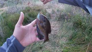 Fly Fishing Bass and Bluegill [upl. by Fullerton]