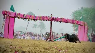 داند باز میلہ Black Bull 🐂🖤🖤 DI khan racebull bullrace cow bailrace bull [upl. by Orella]