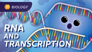 Transcription How mRNA Helped Save Lives Crash Course Biology 34 [upl. by Mihsah]