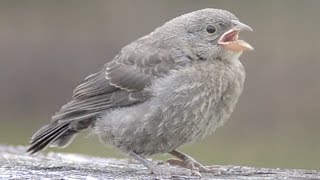 Cowbird chick calling amp getting fed by song sparrow [upl. by Aicertal178]