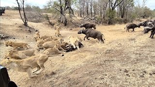 An EPIC SIGHTING Battle between lions and buffalo 🦁🐃🤠 [upl. by Anairol]