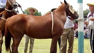 Jineteadas Fiesta Amistad con Ricardo Pucheta 2018 Canal Rural Campo Tv Agro Horse Festival [upl. by Ardnasxela]