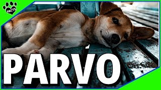 Canine Parvovirus Parvo What You Need to Know [upl. by Akeit745]