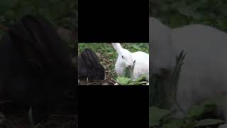 Rabbit  Rabbit Sound  farmlife farmanimalsounds farmanimal rabbitsound [upl. by Ynavoj259]