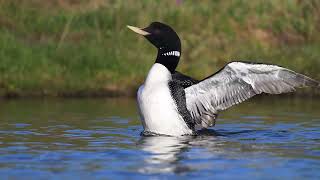 Yellowbilled Loon stretching wings [upl. by Anella]