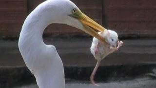 EGRET EATS MOUSE [upl. by Fleece]