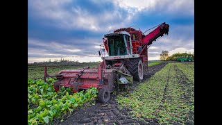 Agrifac WKM Harvesting Fodder Beet 4K [upl. by Bonilla]