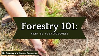 Forestry 101 What is Silviculture [upl. by Orazal270]