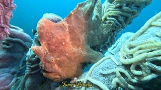 A Beautiful Gigantic Frog Fish Antennarius commerson In Moalboal Cebu Philippines 🇵🇭 [upl. by Esineg954]