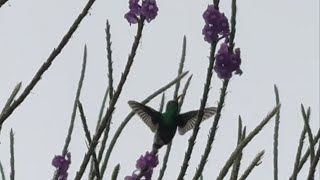 Colibrí sobre volando las Flores 🕊️🌻 [upl. by Raymond938]