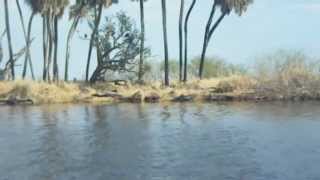 Kayaking With Gators on the Myakka River [upl. by Beitris]