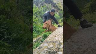 I found a cow getting stuck in a rock while eating grass animalrearing animalfarming ruminants [upl. by Fatma108]