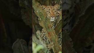 5 MindBlowing Facts About Animal Camouflage [upl. by Marigold]