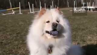 Dogs 101 Chow Chow [upl. by Berg]