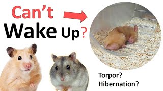 How to wake up a hamster from torpor quasihibernation state [upl. by Seema]