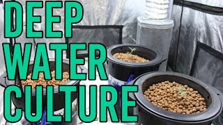 How To Setup a Hydroponic DWC Deep Water Culture System [upl. by Ledda]