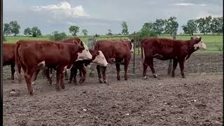 Hereford Heifers For Sale [upl. by Yregerg415]