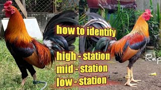 HOW TO IDENTIFY GAMEFOWL STATION [upl. by Ylrad110]