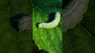 WOW amazing worm nature naturesounds animals [upl. by Nueoras]