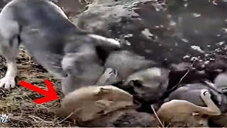 Kangal Obliterates A Wolf  Kangal vs wolf fight [upl. by Retsevel]