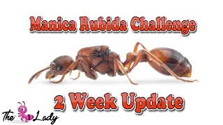 Manica Rubida Challenge  First 2 Week Update  The Antlady [upl. by Nahaj333]