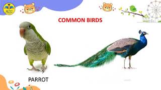 Common Birds  All In One Pre Nursery  General Knowledge GK  Student Scholar [upl. by Eetnod]