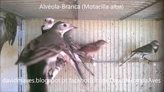 Alvéola  branca Motacilla alba [upl. by Slifka]