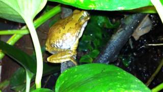 Leptopelis vermiculatus cantando [upl. by Kelson]