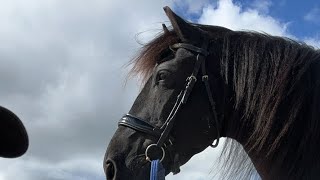 Black Horses  The Friesian Experience is live on the beach [upl. by Latsyrhk493]