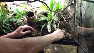 How to create a Bioactive Paludarium terrarium featuring SuperGrow as new way to landscape [upl. by Nylinej]