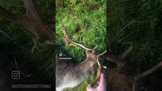 Fallow Buck meat hunt [upl. by Nameerf]