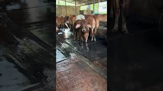 Muscular brahman baby brahmanbd brahman animals bangladesh bull cow brahmans farming [upl. by Mehala]