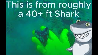 Coral Megalodon Tooth  Dive 32614 [upl. by Pare711]