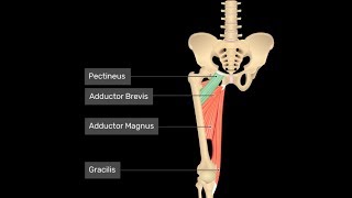 Exercise for the pectineus groin muscle [upl. by Erlinna859]