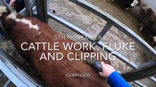 CATTLE WORK FLUKE AND CLIPPING [upl. by Olds306]