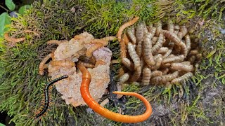 Detecting insect nests on rocks cleaning moss on rocks [upl. by Iruahs]