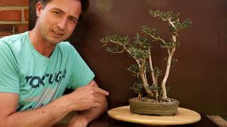 Summer Repotting Olive Bonsai [upl. by Fitzpatrick]