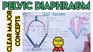 Pelvic diaphragm and other concepts of pelvis and perineum [upl. by Nire]